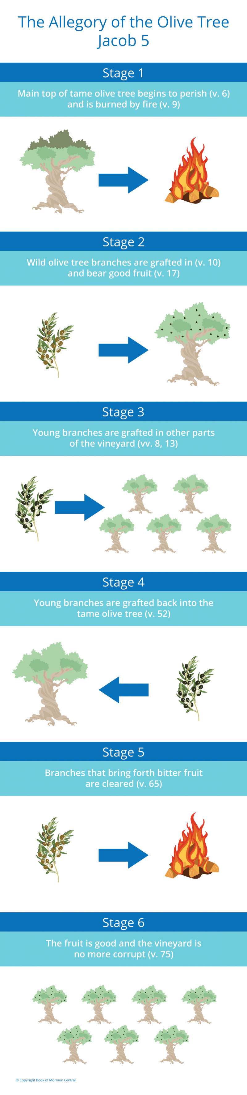 allegory of the olive tree chart